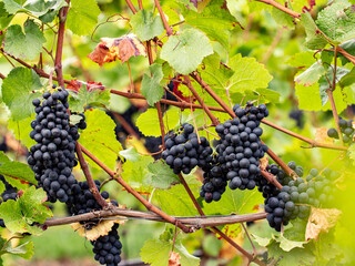 Blaue Trauben hängen am Weinstock zwischen Blättern und Zweigen am Johannisberg Rheingau.