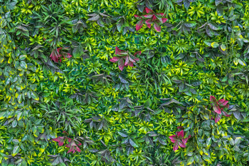 Plastic Plants Wall Background