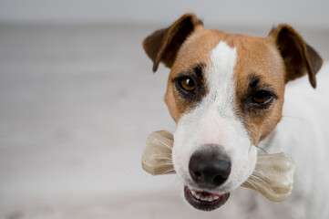 The dog holds a bone in its mouth. Jack russell terrier eating rawhide treat.