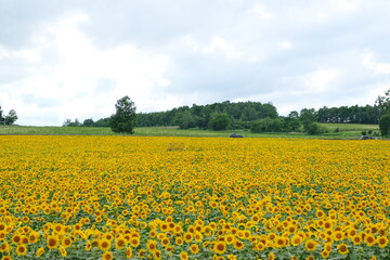 field of sunflowers