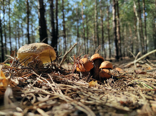 big cep mushroom and boletus edulis grows