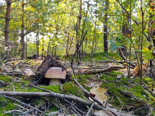 big natural cep mushroom grows in wood