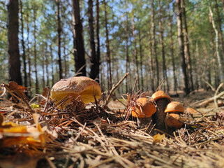 cep mushroom and boletus edulis grows