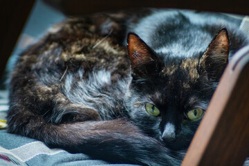 Portrait einer schildpatt Katze auf einem hölzernen Gartenstuhl liegend