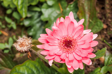 African Daisy (Gerbera hybrida) in park