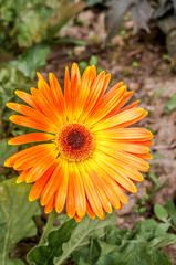 African Daisy (Gerbera hybrida) in park