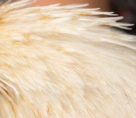 red and white bird feathers as background