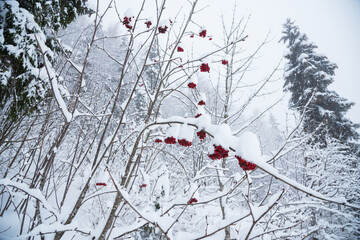 Snowy forest landscape with rowanberry and fir trees. Jura, France. Snow covered bunches of red rowan berry. Winter nature background.