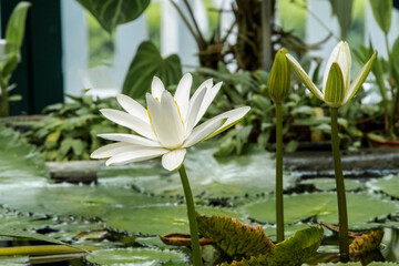 Hairy Water Lily (Nymphaea pubescens) in greenhouse