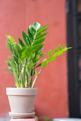 Zamiokulkas in a ceramic pot on a red background