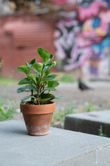 Peperomy in a ceramic pot