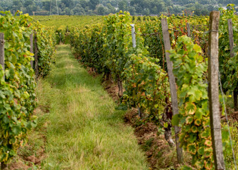 Fototapeta na wymiar Vine fields and vines in rows at the Rheingau area.