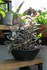 Tradescantia in a vintage pot on a wooden staircase by the window