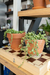 Krestovnik Senecio in a vintage pot and chess on a wooden staircase