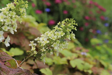 初夏の公園に咲くカシワバアジサイの白い花