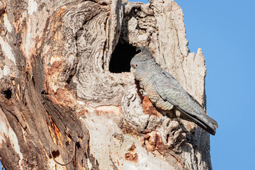 Gang-gang Cockatoo female at a hollow, Red Hill Nature Reserve, ACT, September 2021