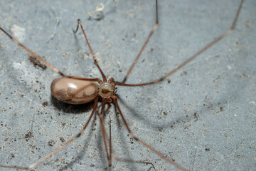 Daddy Long Legs, Hughes, ACT, September 2021