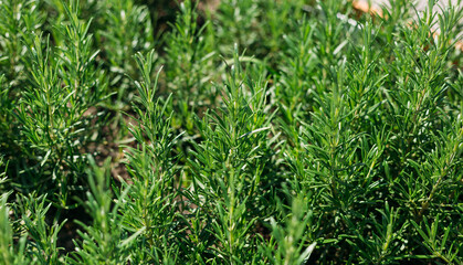 Fresh Rosemary Herb grow outdoor. Plant Ready to Cook, healthy food concept, top view. Organic farming. Home Gardening. Ingredients for dish