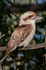 Laughing Kookaburra juvenile, Hughes, ACT, September 2021