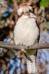 Laughing Kookaburra juvenile, Hughes, ACT, September 2021