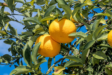 Grapefruit (Citrus paradisi) in orchard, Abkhazia