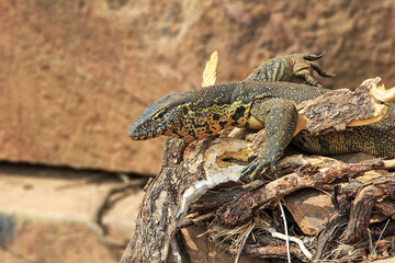 Water monitor in camouflage