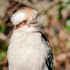 Laughing Kookaburra juvenile, Hughes, ACT, September 2021