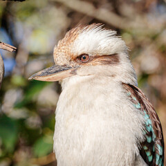 Laughing Kookaburra juvenile, Hughes, ACT, September 2021