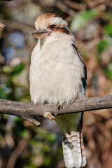Laughing Kookaburra juvenile, Hughes, ACT, September 2021