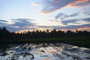 Unfinished rice field with background Sunset View 