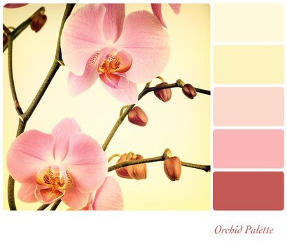 Pink orchids filetered to look like an old photograph. In a colour palette with complimentary colour swatches.