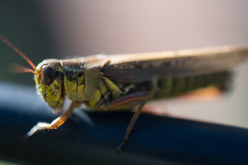 close up of a grasshopper