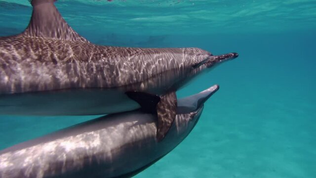 Cute dolphins making love, copulating. Smart and beautiful cetaceans swim in their underwater home. Clear water of Red Sea in Egypt. Group of cute free bottlenose dolphins swim on a shallow reef.
