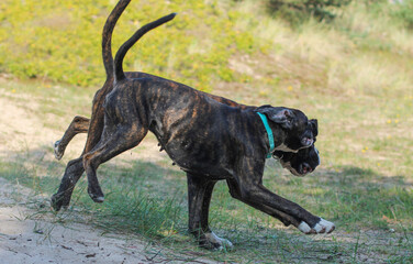 Two beautiful brindle undocked boxer dogs are playing together at sea