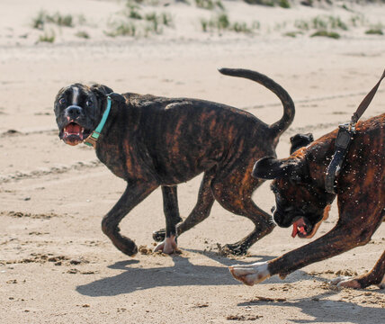 Two beautiful brindle undocked boxer dogs are playing together at sea