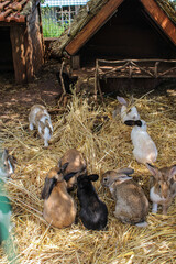 Unos pequeños conejos en un recinto con pasto seco