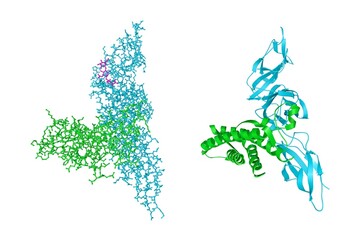 Crystal structure and molecular model of human interleukin-12. Rendering with differently colored protein chains based on protein data bank entry 1f45. 3d illustration