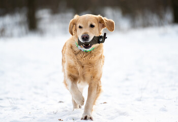 Golden retriever dog playing outside