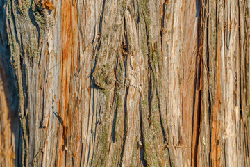 Obraz premium Timber cracked brown and red wood texture