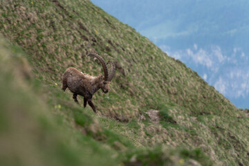 Alpine ibex on the meadow in Switzerland Alps. Male of ibex in mountains. European wildlife during spring season.