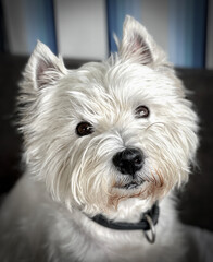 west highland white terrier
