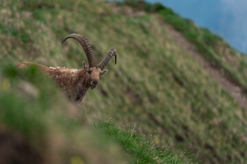 Alpine ibex on the meadow in Switzerland Alps. Male of ibex in mountains. European wildlife during spring season.