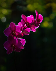 Fototapeta na wymiar Purple butterfly orchid back-lit by the morning sun against a nature background. Vertical format.
