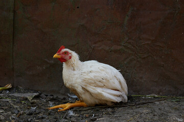 A broiler chicken has coccidiosis and lives on a farm