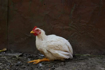 Fotobehang A broiler chicken has coccidiosis and lives on a farm © Oleg