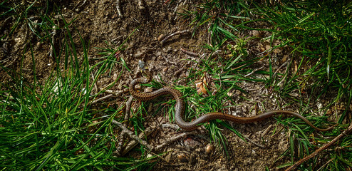 Snake in grass