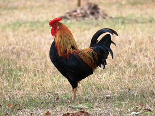 rooster in the grass, gallo sull'erba