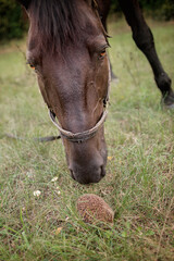 portrait of brown horse standing next to little hedgehog