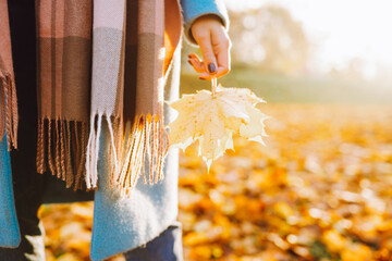 Cropped image of unrecognosable woman wearing blue coat in autumn yellow foliage walking in park or forest holding maple leaf. Copyspace