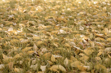 Background photo of yellow leaves on the lawn. Autumn.